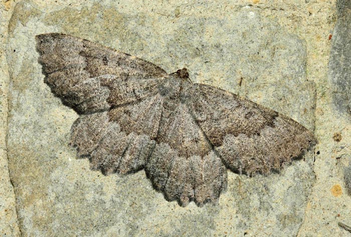 E questa bella Noctuidae chi  ? - Geometridae A. selenaria